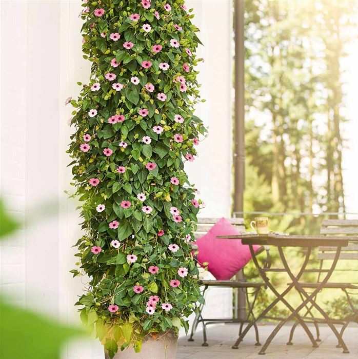 Schwarzäugige Susanne 'Sunny Susy® Rose Sensation' Schwarzäugige Susanne 'Sunny Susy® Rose Sensation'