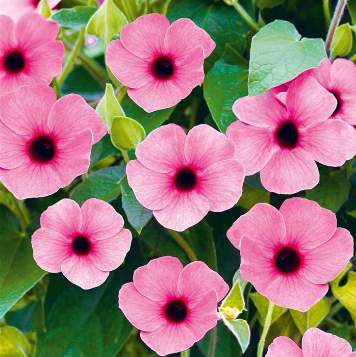 Schwarzäugige Susanne 'Sunny Susy® Rose Sensation' Schwarzäugige Susanne 'Sunny Susy® Rose Sensation'