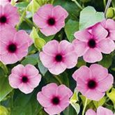 Schwarzäugige Susanne 'Sunny Susy® Rose Sensation' Schwarzäugige Susanne 'Sunny Susy® Rose Sensation'