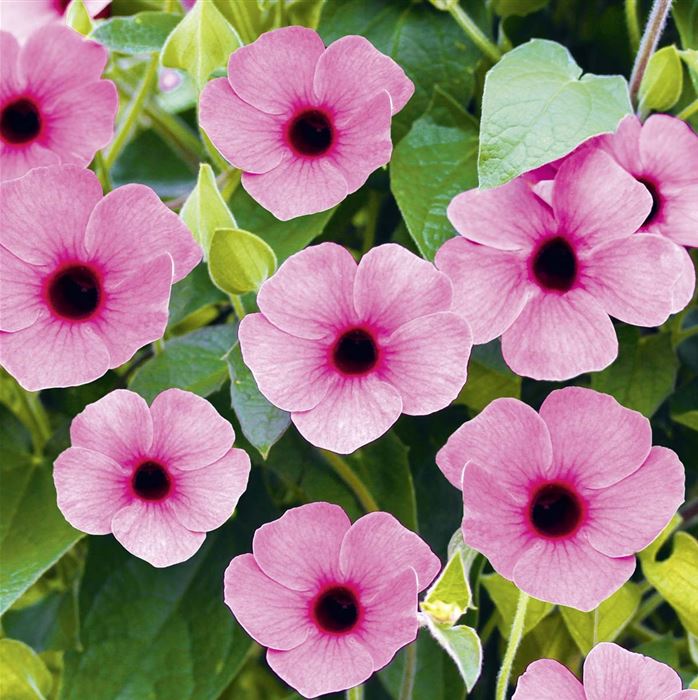 Schwarzäugige Susanne 'Sunny Susy® Rose Sensation' Schwarzäugige Susanne 'Sunny Susy® Rose Sensation'