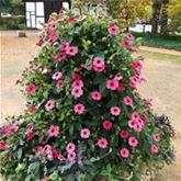 Schwarzäugige Susanne 'Sunny Susy® Rose Sensation' Schwarzäugige Susanne 'Sunny Susy® Rose Sensation'