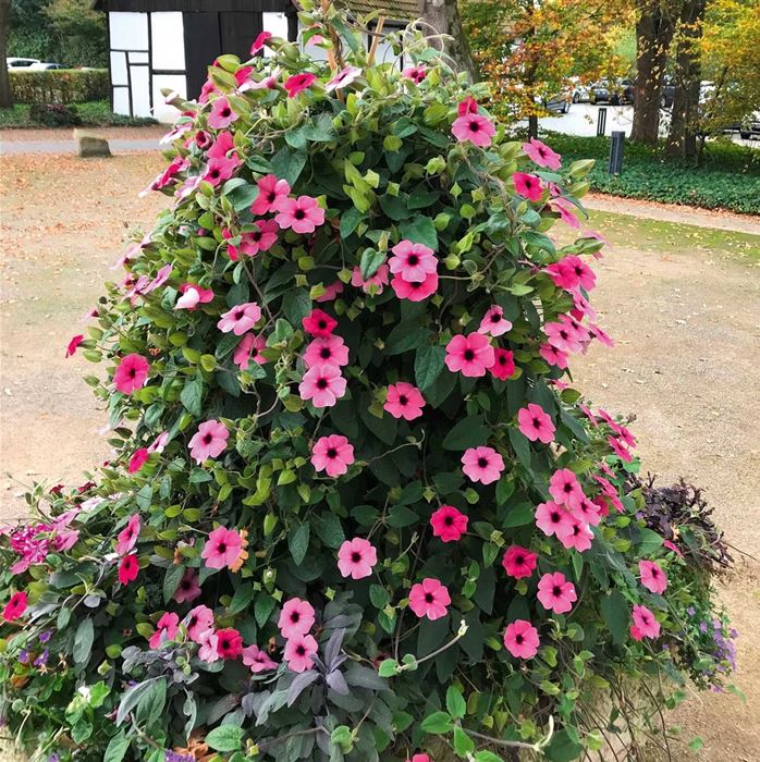 Schwarzäugige Susanne 'Sunny Susy® Rose Sensation' Schwarzäugige Susanne 'Sunny Susy® Rose Sensation'