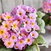 Wald-Primel 'Sylvita Lavender Pink'