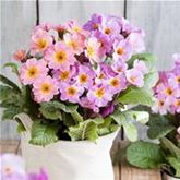 Wald-Primel 'Sylvita Lavender Pink'