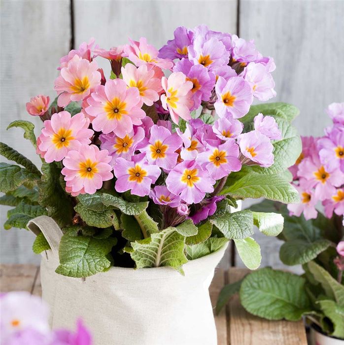 Wald-Primel 'Sylvita Lavender Pink'