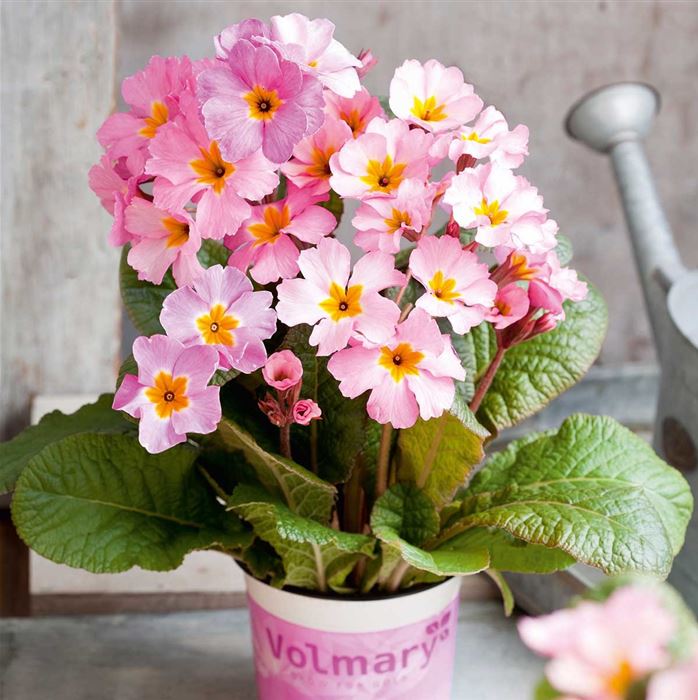 Wald-Primel 'Sylvita Lavender Pink'