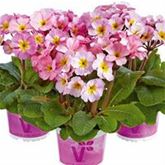 Wald-Primel 'Sylvita Lavender Pink'