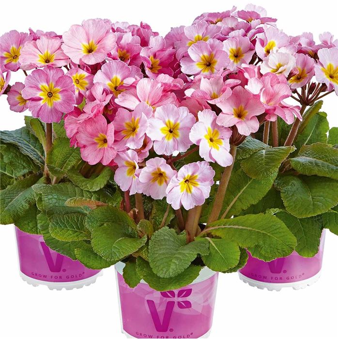 Wald-Primel 'Sylvita Lavender Pink'
