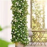 Schwarzäugige Susanne 'Sunny Susy® White Halo' Schwarzäugige Susanne 'Sunny Susy® White Halo'