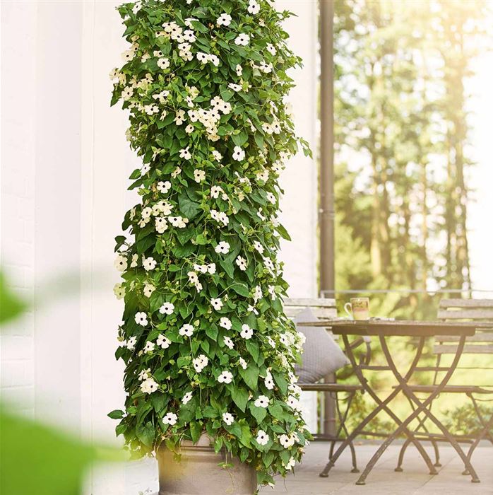 Schwarzäugige Susanne 'Sunny Susy® White Halo' Schwarzäugige Susanne 'Sunny Susy® White Halo'