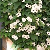 Schwarzäugige Susanne 'Sunny Susy® White Halo' Schwarzäugige Susanne 'Sunny Susy® White Halo'