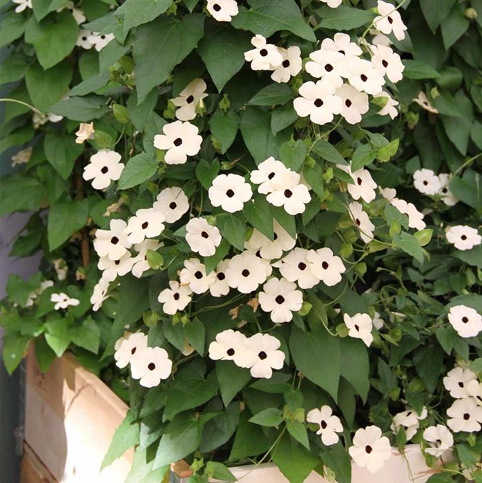 Schwarzäugige Susanne 'Sunny Susy® White Halo' Schwarzäugige Susanne 'Sunny Susy® White Halo'