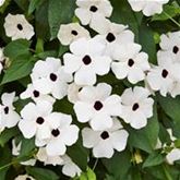 Schwarzäugige Susanne 'Sunny Susy® White Halo' Schwarzäugige Susanne 'Sunny Susy® White Halo'