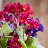 Wald-Primel 'Sylvita Rose'