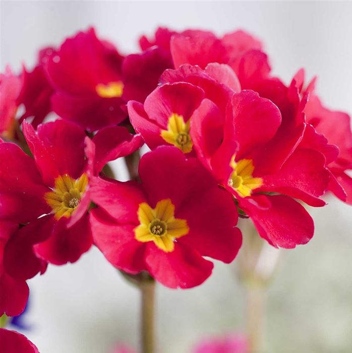 Wald-Primel 'Sylvita Rose'