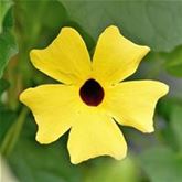 Schwarzäugige Susanne 'Sunny Susy® Yellow Dark Eye'