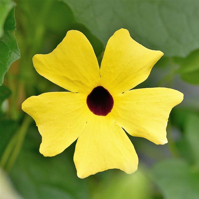 Schwarzäugige Susanne 'Sunny Susy® Yellow Dark Eye'