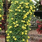 Schwarzäugige Susanne 'Sunny Susy® Yellow Dark Eye'