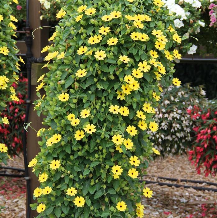 Schwarzäugige Susanne 'Sunny Susy® Yellow Dark Eye'