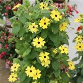 Schwarzäugige Susanne 'Sunny Susy® Yellow Dark Eye'