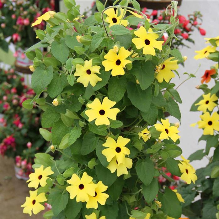 Schwarzäugige Susanne 'Sunny Susy® Yellow Dark Eye'