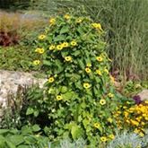 Schwarzäugige Susanne 'Sunny Susy® Yellow Dark Eye'