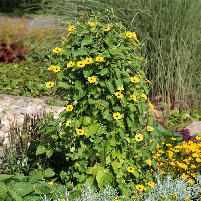 Schwarzäugige Susanne 'Sunny Susy® Yellow Dark Eye'