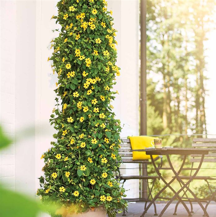 Schwarzäugige Susanne 'Sunny Susy® Yellow Dark Eye'