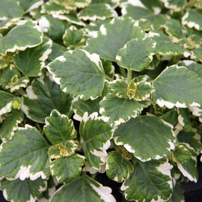 Weihrauch 'Variegatus'