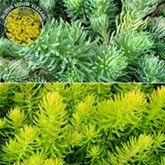 Sedum-Mix 'Elegans & Winter Lemon'
