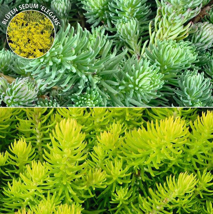 Sedum-Mix 'Elegans & Winter Lemon'