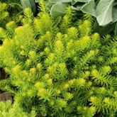 Sedum-Mix 'Elegans & Winter Lemon'