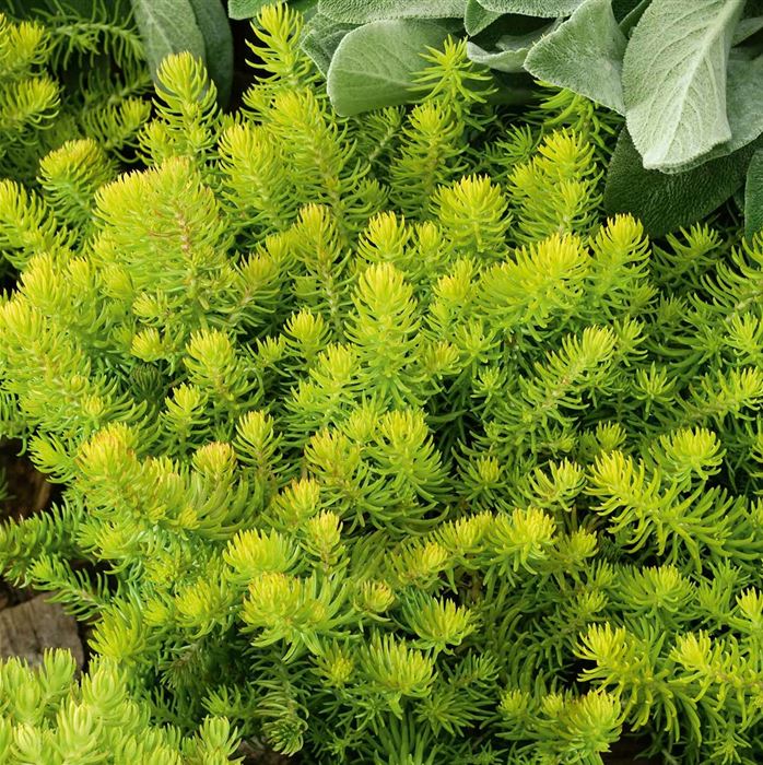 Sedum-Mix 'Elegans & Winter Lemon'