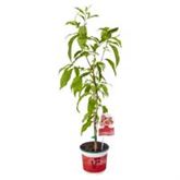 Weinberg-Pfirsich 'Fruit Me® Peach Me Donut'