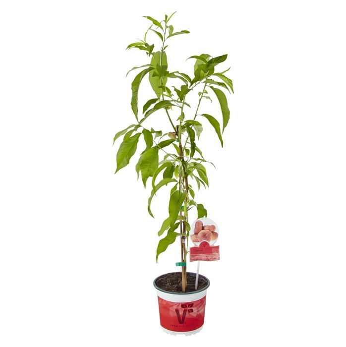 Weinberg-Pfirsich 'Fruit Me® Peach Me Donut'