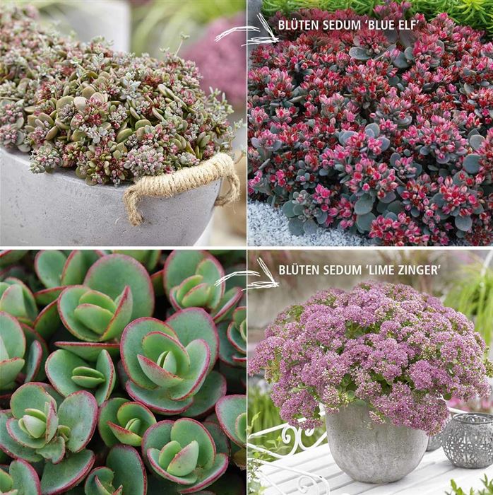 Sedum-Mix 'Merida® & Lime Zinger'