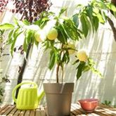 Weißer Balkon-Pfirsich Fruit Me® 'Ice Peach®'