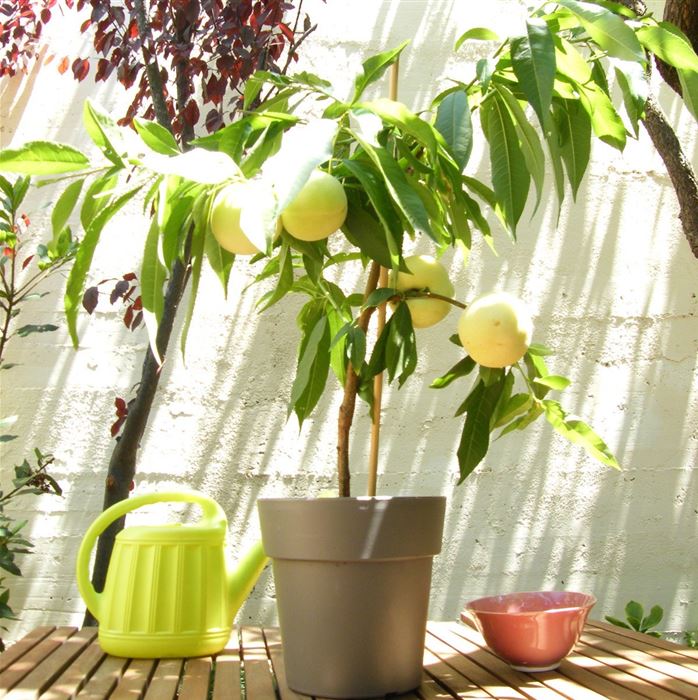Weißer Balkon-Pfirsich Fruit Me® 'Ice Peach®'