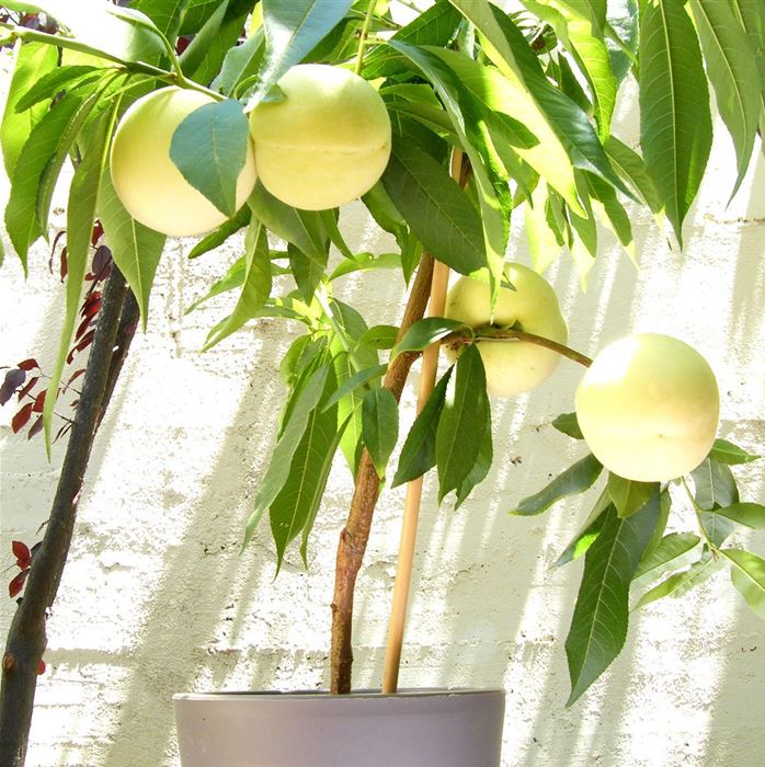 Weißer Balkon-Pfirsich Fruit Me® 'Ice Peach®'