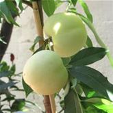Weißer Balkon-Pfirsich Fruit Me® 'Ice Peach®'
