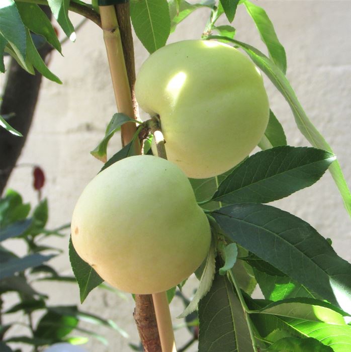 Weißer Balkon-Pfirsich Fruit Me® 'Ice Peach®'