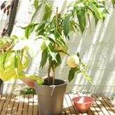 Weißer Balkon-Pfirsich Fruit Me® 'Ice Peach®'
