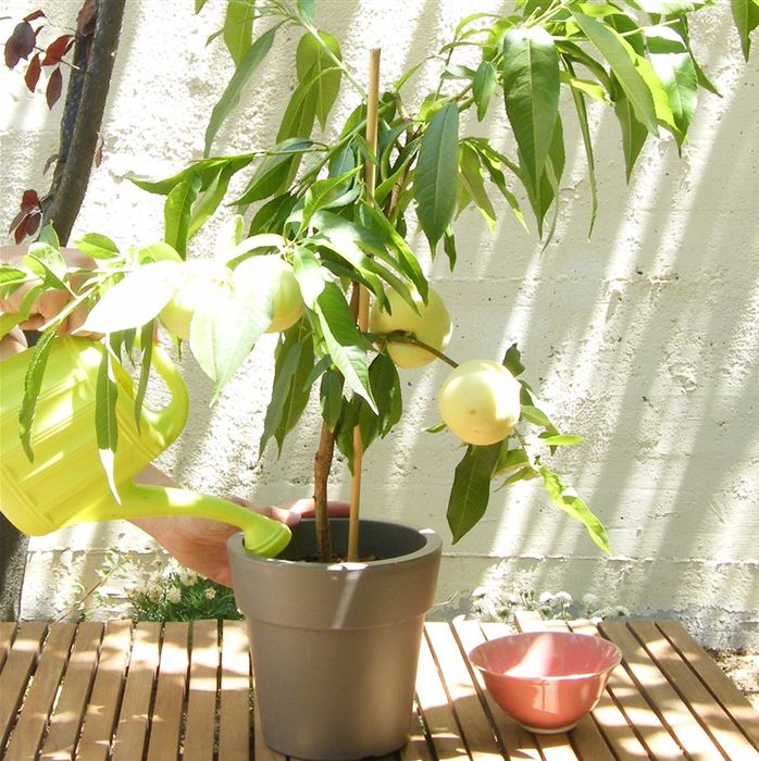 Weißer Balkon-Pfirsich Fruit Me® 'Ice Peach®'