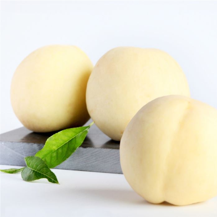 Weißer Balkon-Pfirsich Fruit Me® 'Ice Peach®'