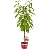 Weißer Balkon-Pfirsich Fruit Me® 'Ice Peach®'