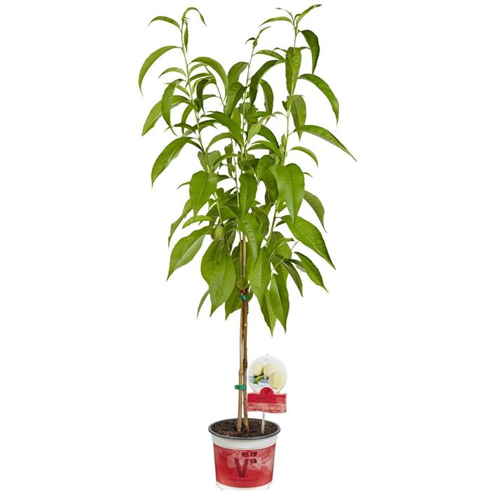 Weißer Balkon-Pfirsich Fruit Me® 'Ice Peach®'