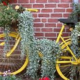 Silberregen 'Silver Falls'