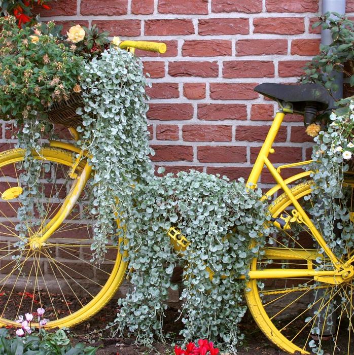 Silberregen 'Silver Falls'