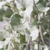 Silberregen 'Silver Falls'