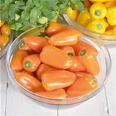 Snack-Paprika 'Lubega® Mini Orange' F1